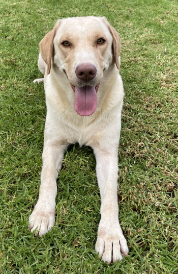 Reba